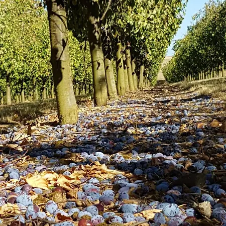 Apartment Alte Backstube - Ferienwohnung&appartement *